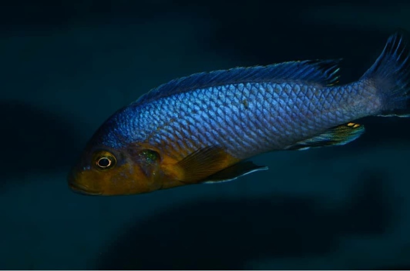 Pseudotropheus purpuratus 'Maleri Island'